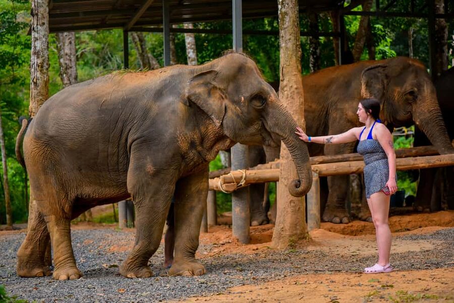 Phuket: Make & Meet The Gentle Giant Experience - What the staff and setting add