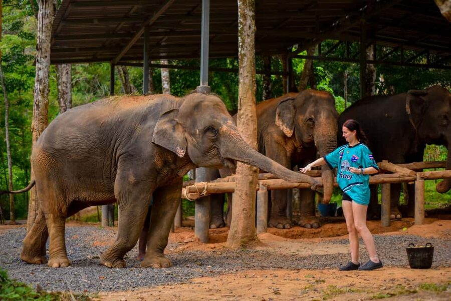 Phuket: Make & Meet The Gentle Giant Experience - Booking, cancellation, and small practical details