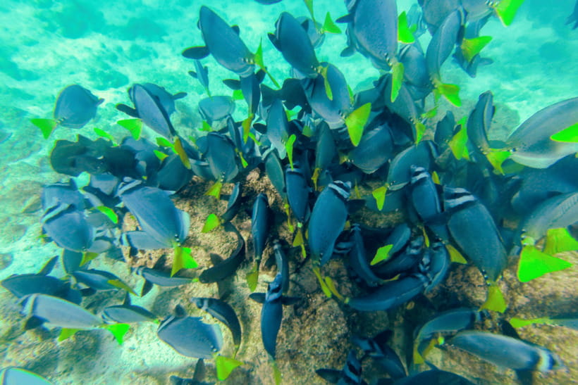 Phuket: Racha and Coral Islands Speedboat Trip with Lunch - What this Phuket boat day is really like