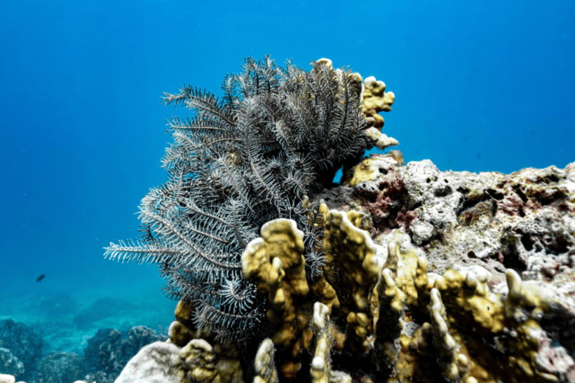 Phuket: Racha and Coral Islands Speedboat Trip with Lunch - Snorkeling, what to expect under the water