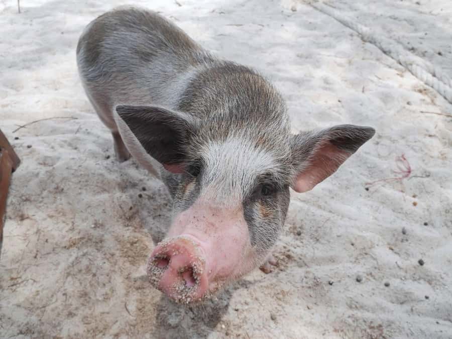 Pig Island(Koh Mudsum) and Koh Tan Half Day Snorkeling Tour - Key points to know before booking