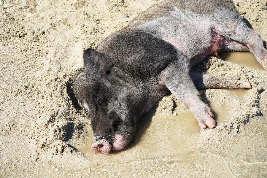 Pig Island(Koh Mudsum) and Koh Tan Half Day Snorkeling Tour - Koh Tan offers the snorkeling stop