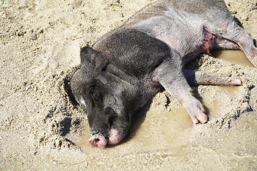 Pig Island(Koh Mudsum) and Koh Tan Half Day Snorkeling Tour - What the included meal adds to the value