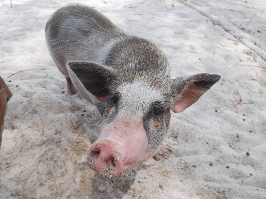Pig Island(Koh Mudsum) and Koh Tan Half Day Snorkeling Tour - Who should book this island trip