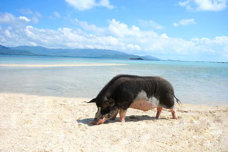 Pig Island(Koh Mudsum) and Koh Tan Half Day Snorkeling Tour - Practical advice for a smoother outing