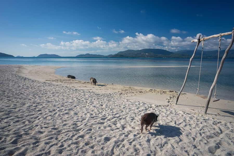 Pig Island(Koh Mudsum) and Koh Tan Half Day Snorkeling Tour - The speedboat ride takes one hour each way