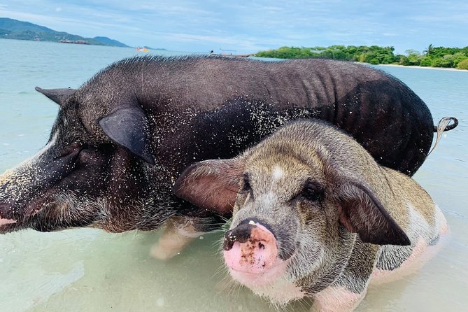 Pig Island Snorkeling & Sightseeing Tour By Speedboat From Koh Samui - What this Koh Samui day trip is really like
