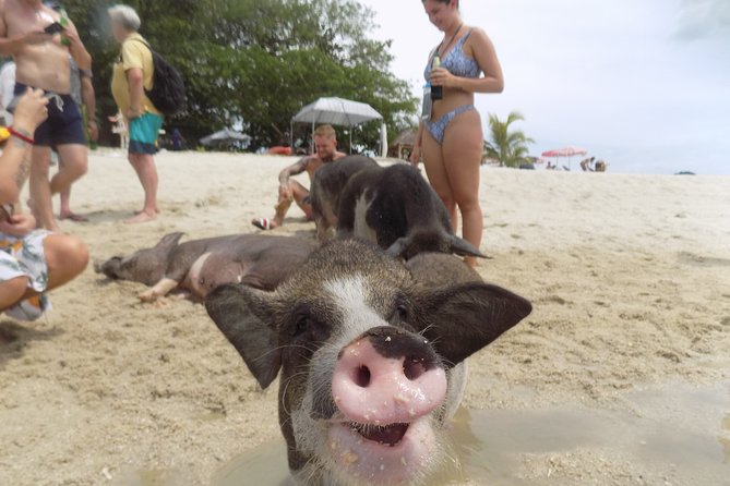 Pig Island Snorkeling & Sightseeing Tour By Speedboat From Koh Samui - Speedboat travel to Koh Tan