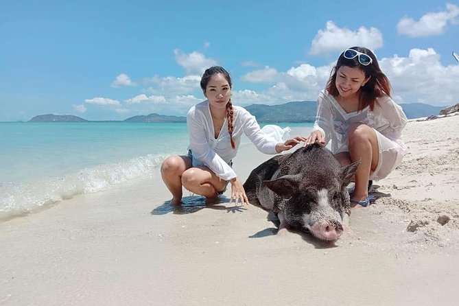 Pig Island Snorkeling & Sightseeing Tour By Speedboat From Koh Samui - Koh Madsum and the pigs of Pig Island