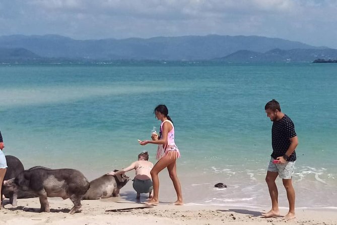 Pig Island Snorkeling & Sightseeing Tour By Speedboat From Koh Samui - Who should book this Pig Island tour?