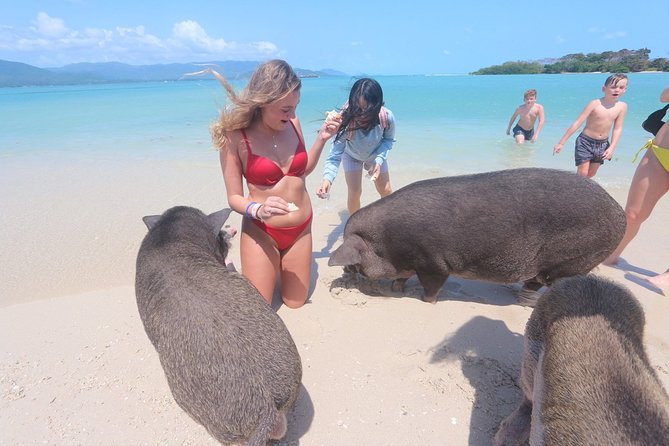 Pig Island Snorkeling & Sightseeing Tour By Speedboat From Koh Samui - Morning pickup and the 8:30 start
