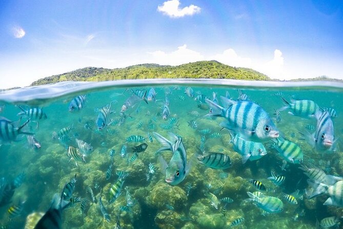Pig Island Tour by Speedboat with Snorkeling - What to pack and what to expect