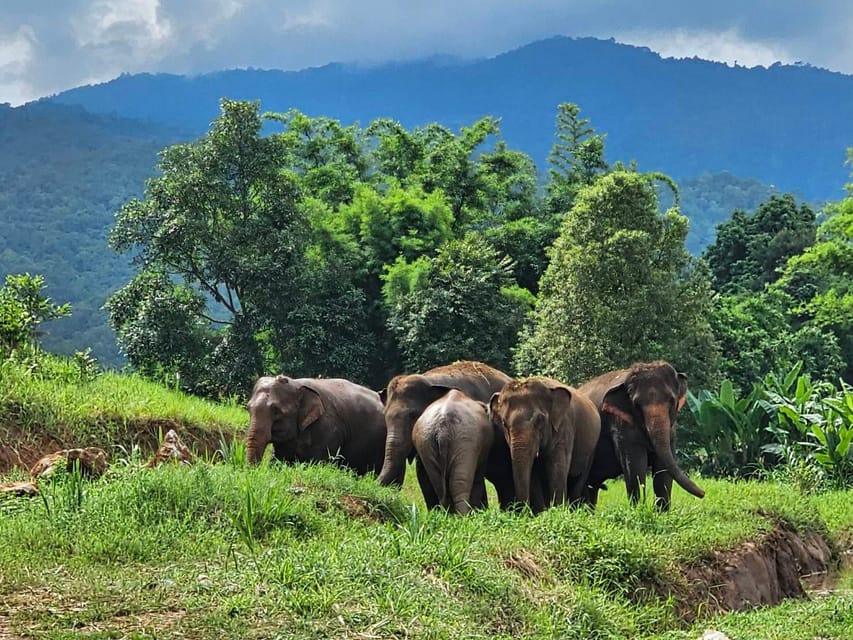 Rantong elephant sanctuary Chiangmai - Meeting rescued elephants near Chiang Mai