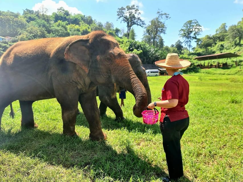 Rantong elephant sanctuary Chiangmai - A closer look at the elephant care mission