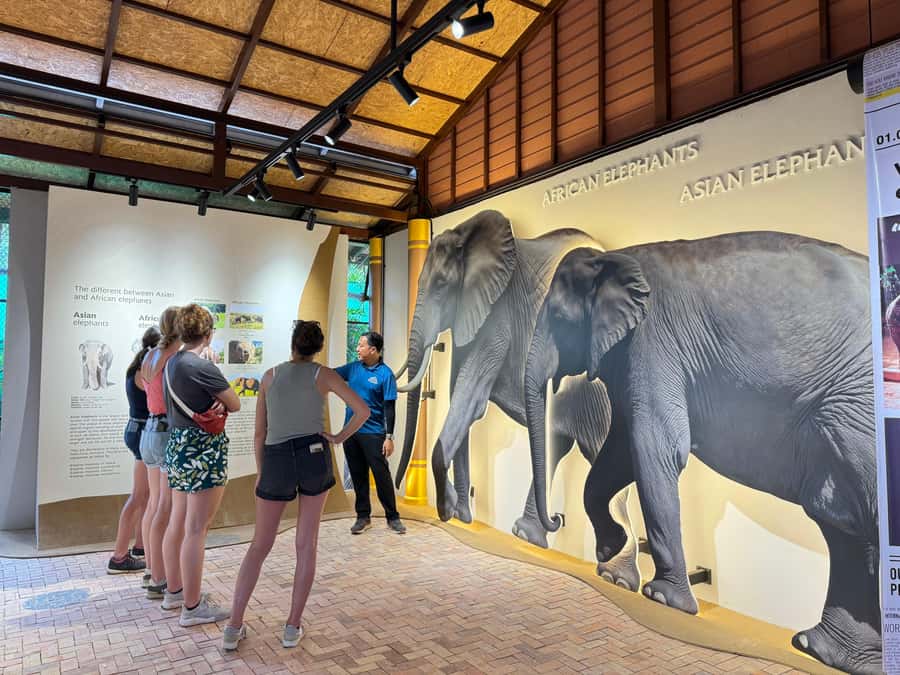 Samui:Elephant Jungle experience & The First Elephant Museum - Why this Samui elephant visit feels different