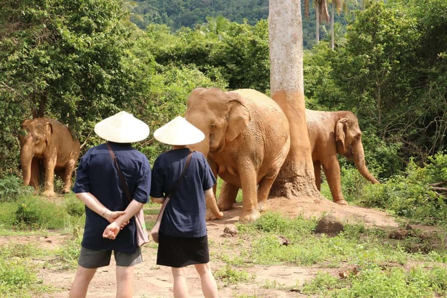 Samui:Elephant Jungle experience & The First Elephant Museum - Meet the elephants without a show