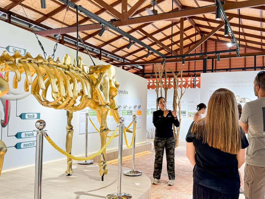Samui:Elephant Jungle experience & The First Elephant Museum - What ethical care looks like here