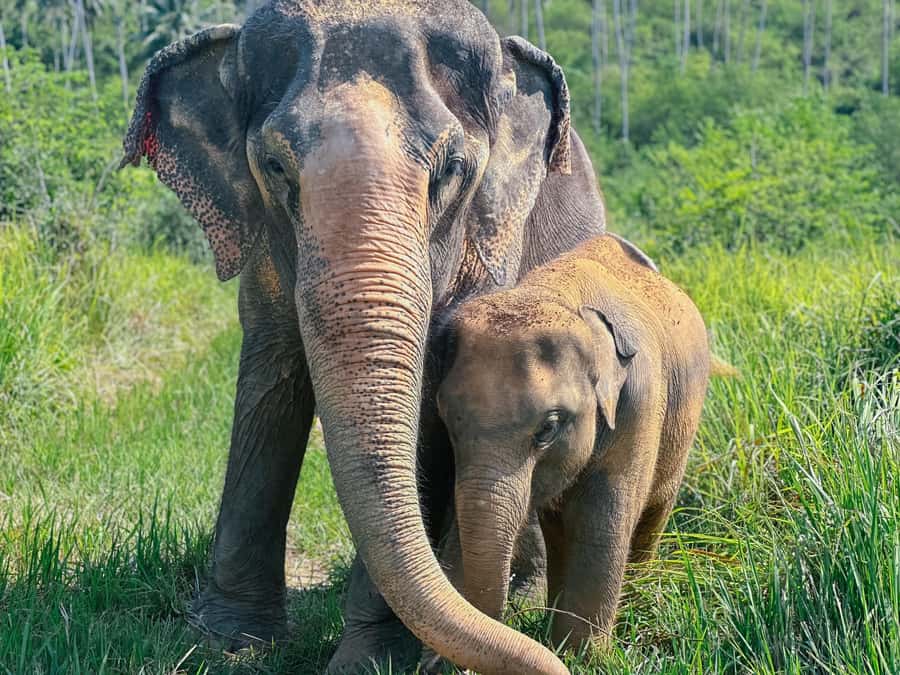 Samui:Elephant Jungle experience & The First Elephant Museum - Making seed bombs for future elephant food