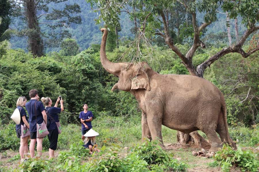 Samui:Elephant Jungle experience & The First Elephant Museum - Is $64 good value on Koh Samui?