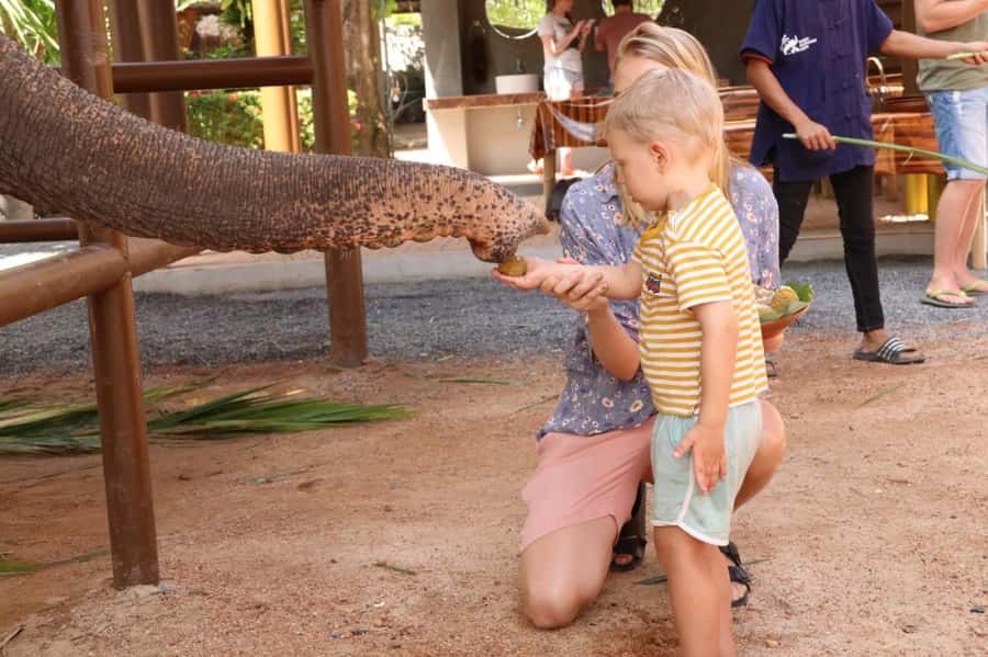 Samui: Elephant Nutrition and Care Education Experience - Why the nursery focuses on food, not elephant tricks