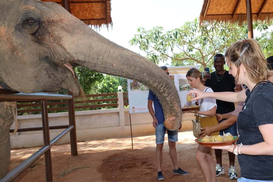 Samui: Elephant Nutrition and Care Education Experience - Meeting the elephants and hearing their individual stories