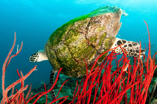 Scuba Diving Day Trip at Koh Chang – 2 Dives - What the 4-person limit changes