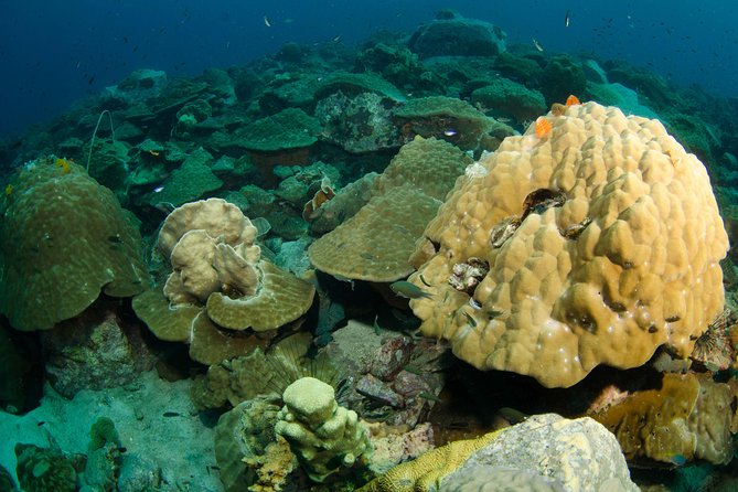 Snorkeling Adventure at Koh Chang – Departing from Koh Chang - Choosing between snorkeling, freediving, and scuba