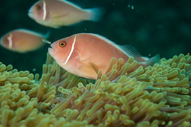 Snorkeling Adventure at Koh Chang – Departing from Koh Chang - Coral reefs, fish, and changing water conditions