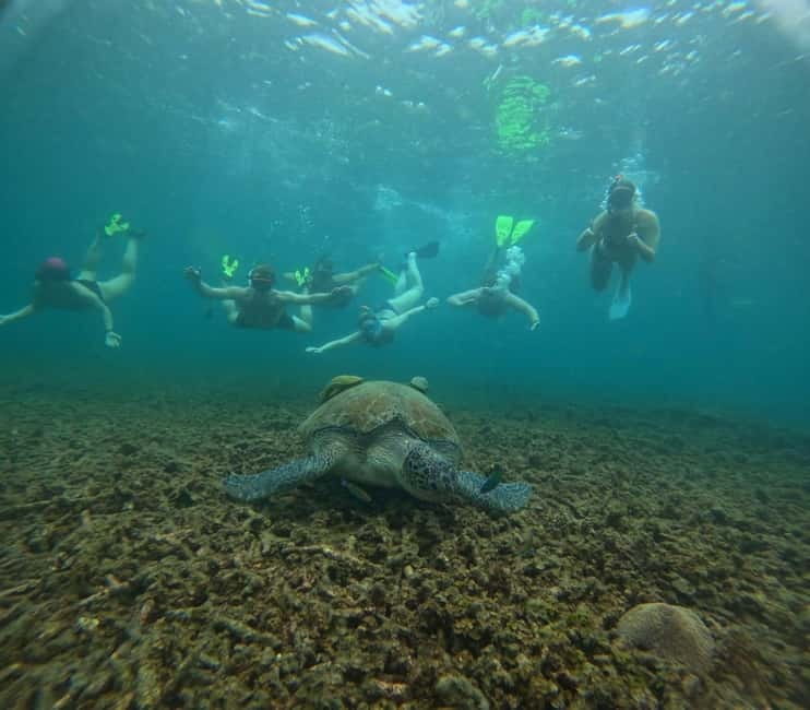 Snorkeling Tour with meals and BBQs - Cocktail - Sunset⭐⭐⭐⭐⭐ - Four reef stops around Koh Tao