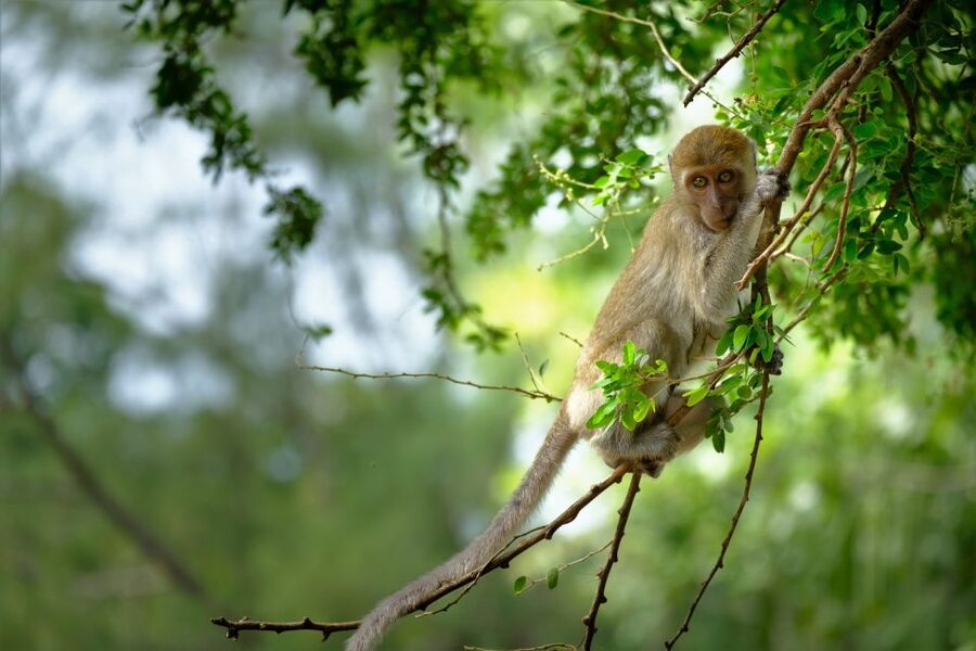 Sok River: Bamboo Raft Ride, Monkey Temple & View Point Tour - Who will enjoy this outing most?