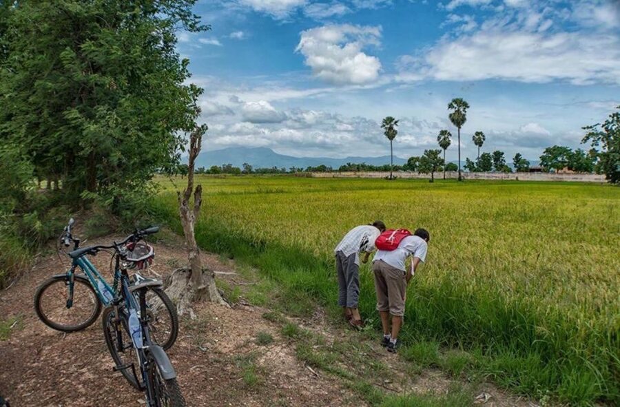 Sukhothai: Half-Day Countryside Bike Tour - My call: book it for rural Sukhothai