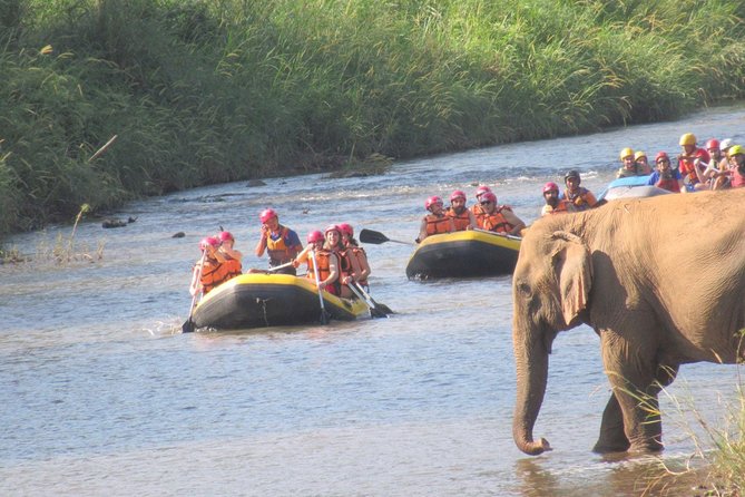 Top Pick - Full or Half Day @Elephant in Wild Sanctuary ChiangMai - What the guides add to the day